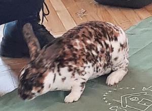 Spotkanie z pracowniczkami Łódzkiego Towarzystwa Opieki nad Zwierzętami